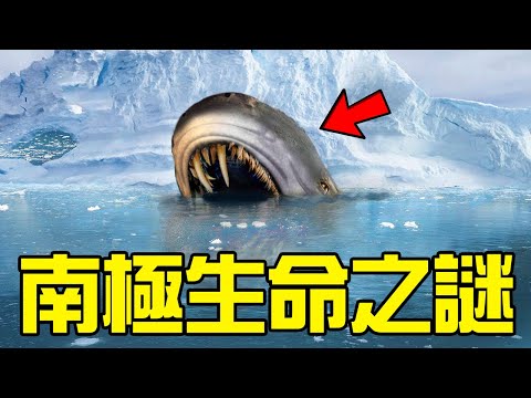Thumbnail for 誕生過史前巨獸,曾經是動物樂園,南極大陸是如何漸漸被孤立的?在南極生活的生命又是如何適應這惡劣極寒的?丨黑毛羊駝
