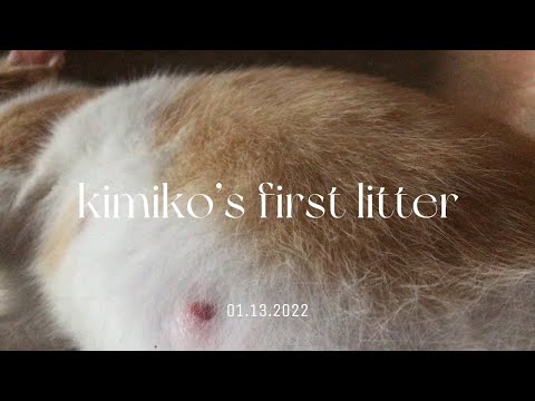 Thumbnail for cat gives birth for the first time