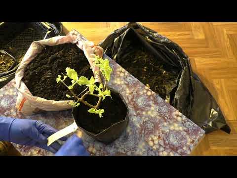 Thumbnail for Достаем фуксии из зимнего хранилища, Что с ними делать