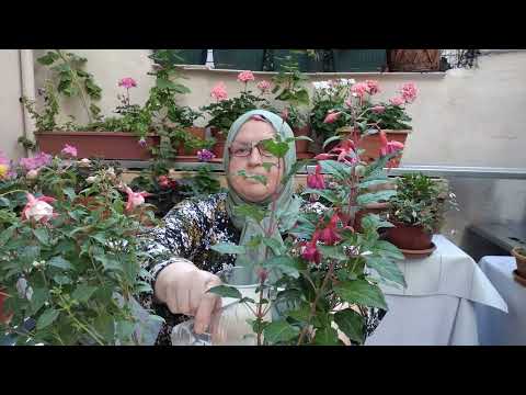 COŞMAYAN KÜPELİ ÇİÇEĞİMİZ KALMASIN BU YÖNTEMLE