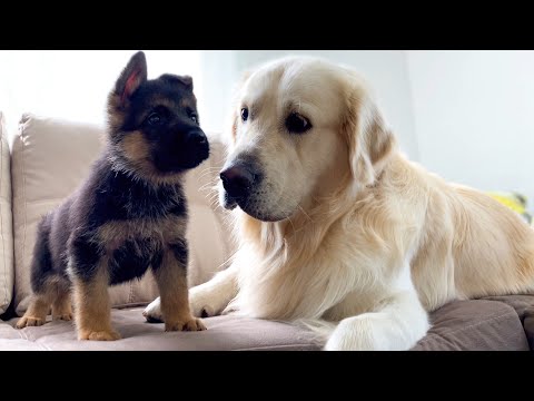 Thumbnail for Golden Retriever Meets New German Shepherd Puppy for the First Time!