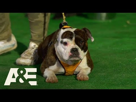 Thumbnail for Team Minion is BACK to Compete in Competition Finals | America's Top Dog (Season 1) | A&E
