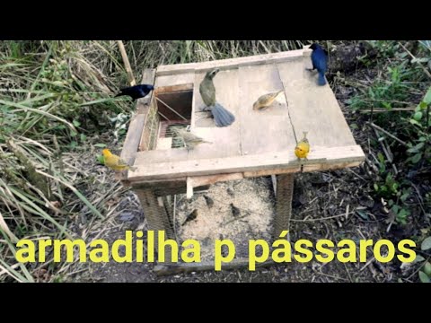 Thumbnail for armadilha automática pra pássaros