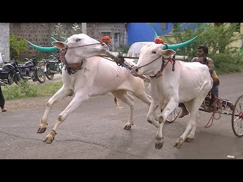 Powerful Kadakola bulls running 2 minutes race
