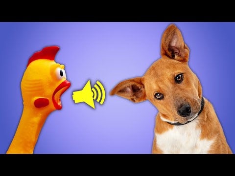 10 Sons para Cachorros Amarem, Latirem e Uivarem Parte II – Som que Cães Amam Ouvir e Ficam Curiosos