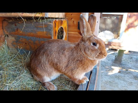 ОСМОТР ВСЕХ ГНЁЗД ????ВОСЕМЬ ОКРОЛОВ ЗА НЕДЕЛЮ????КУКОВАНИЕ КРОЛЬЧАТ????????
