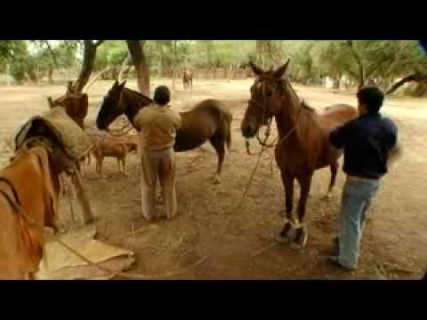 Dalmiro Cuellar - La huella i vaca