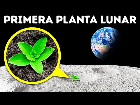 Thumbnail for Los científicos cultivan plantas en suelo lunar + Datos asombrosos de plantas que no sabías