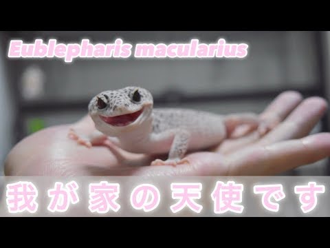 ゴキブリを食べるレオパがあまりにも可愛すぎる件について/Eublepharis macularius