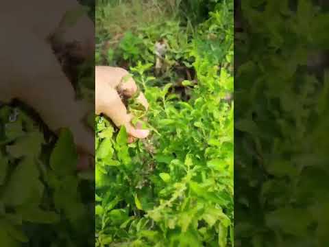 24 พฤษภาคม ค.ศ. 2023