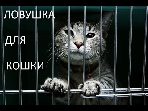 ЛОВУШКА ДЛЯ КОШЕК -СБОРКА