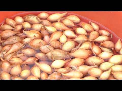 Как вырастить хороший лук! Это легко! Репчатый лук на огороде.