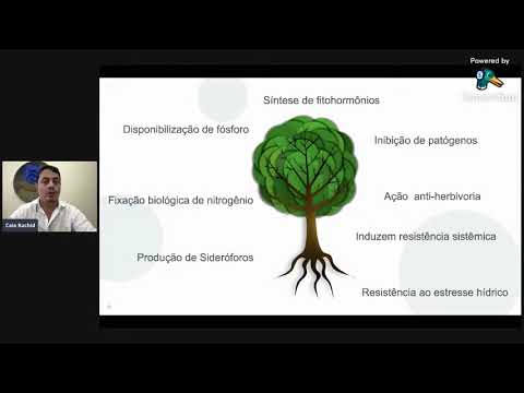 A busca por bactérias benéficas para plantas - Prof. Caio Rachid