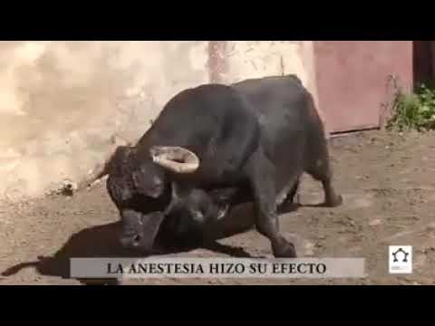 Operación de un toro, de Partido de Resina, que padece artrosis infecciosa