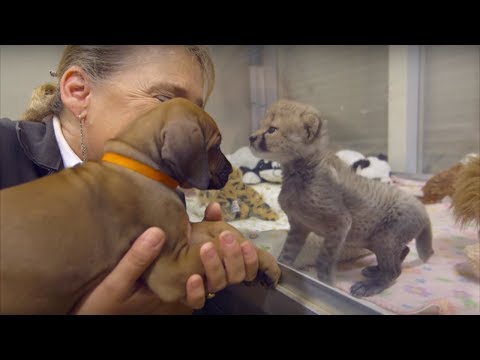 Эта собака и гепард встретились ещё в детстве, спустя два года они всё так же неразлучны