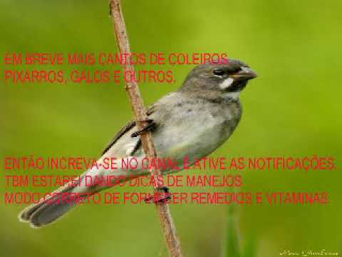 MELHOR CANTO PARA ENSINAR COLEIRO 100% top