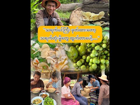 “သရက်ပင်ကြီးခုတ်လိုက်တော့ မှိုတွေ ထွက်တာပေါ့..”