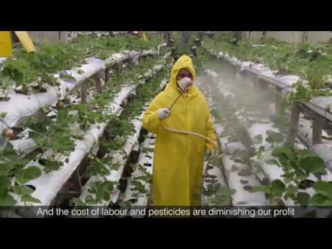 Thumbnail for Invasive Asia: Red spider mite