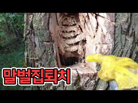 윽박::산책로에 말벌집을 퇴치하러 갔습니다 (eugbak  Fighting wasps)