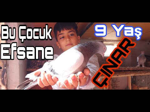 Bu Çocuk Efsane. Efsana Kuşçu 9 Yaş Çınar. Kuşbaz Çocuklar. Kuşçu Çocuklar. Kocaeli Taklacı Güvercin