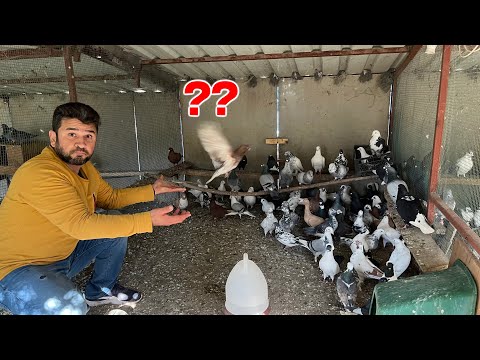 Dedenin ve Beratın Güvercinlerini Kimlere Verelim
