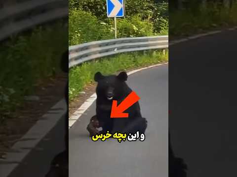 نجات معجزه آسای خرس!!