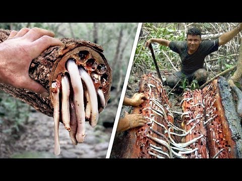 Это Выглядело как Обычное Дерево с Червями, но на Самом Деле Это Еда!