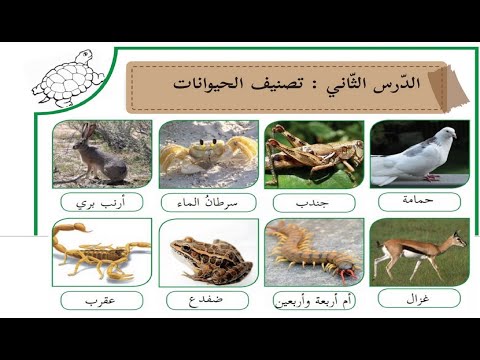Thumbnail for درس تصنيف الحيوانات + حل التدريبات| الصف الرابع | العلوم |الوحدة الثالثة|الدرس  الثاني