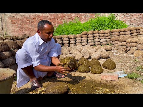 Village Life In Pakistan | Punjab Village Life | Rural Life Pakistan | Punjab Lifestyle | Mubashir