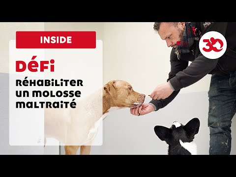 Défi : réhabiliter un molosse maltraité