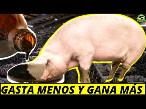 Cómo ENGORDAR Cerdos Con MELAZA [Fácil Y Económico]