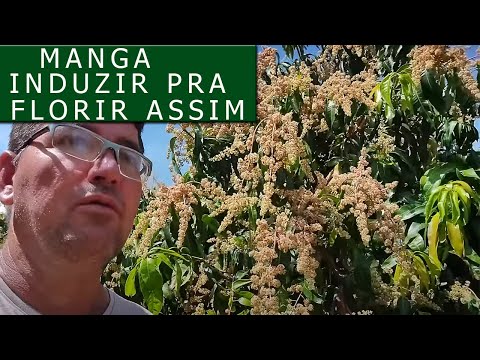 Pra que induzir a manga e como funciona isso #SítioGilSat