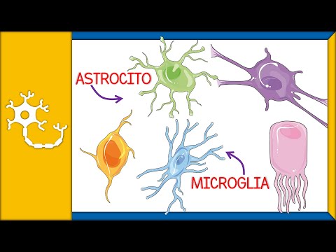 Thumbnail for CÉLULAS GLIALES - histología, tipos, funciones y barrera hematoencefálica | Ep. 2