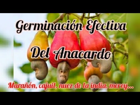 ANACARDO. Proceso de Germinación eficaz.