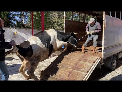 İNEKLERİMİZİ KESİME GÖNDERDİK