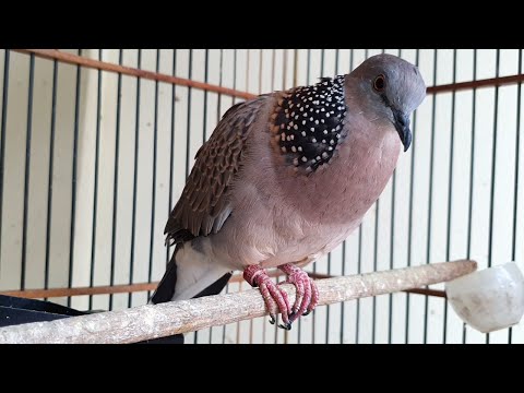 LANGSUNG NYAUT dan IKUT BUNYI dengan pancingan terkukur GACOR ini