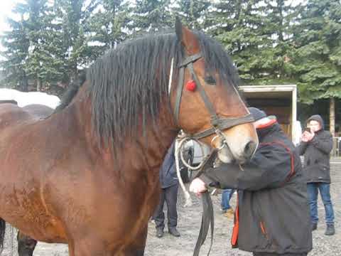 Thumbnail for КОНІ ВАГОВОЗИ.  ВИБИРАЄМ КОНЯ ПОЛЬША.HORSE SHOPPING FOR A BEAUTIFUL STALLION