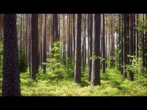 Thumbnail for George Winston: Forest - (Full Album)