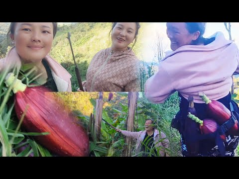 peb mu pem hav zoov mu ntaus noog