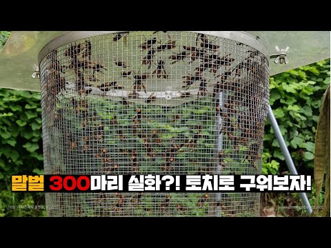 [Eng sub]트랩에 들어온 말벌 300마리 토치로 한방에 죽이기