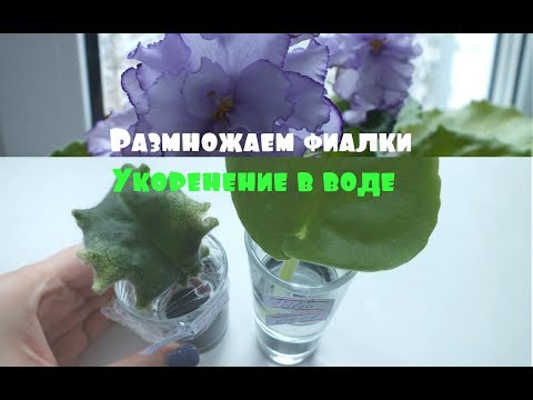 Thumbnail for Как укоренить черенки фиалки в воде + Купила новую фиалку на выставке ЛЕ -Лунная мелодия