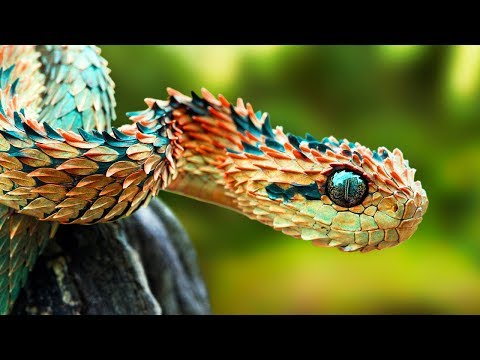 THE RAREST SNAKES In The World