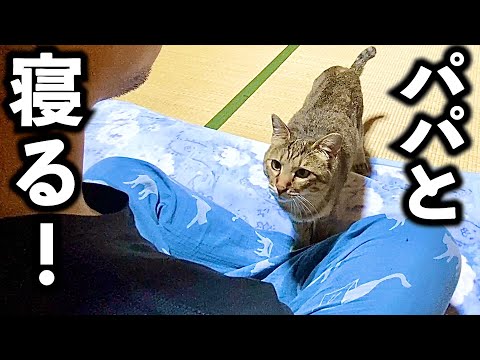 夏バテしたパパが心配で添い寝しにいく元野良猫【庭に住み着いた野良猫を家猫へ】