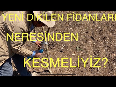 KORKMAYIN..! KESMEKTEN KORKMAYIN. YENİ DİKİLEN FİDANLARI NEREDEN KESMELİYİZ? Ceviz Adam Ahmet