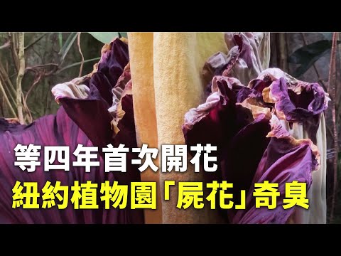 等四年首次開花 紐約植物園「屍花」奇臭 - 特殊植物 - 國際新聞