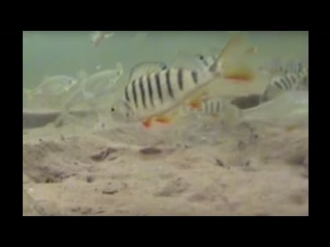 Thumbnail for Мушки подо льдом