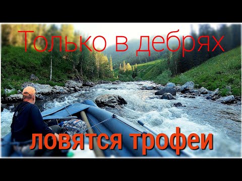 В поисках хариуса забрались в такую глушь. Впервые на Алтае ловим мега кабанов/Новая река #2