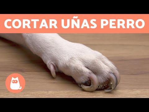 ¿Cómo cortar las uñas de tu perro en casa? ???? PASO A PASO CON TRUCOS