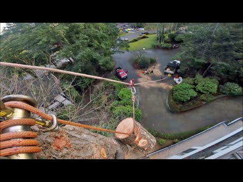 Tree Cutting Takes Practice