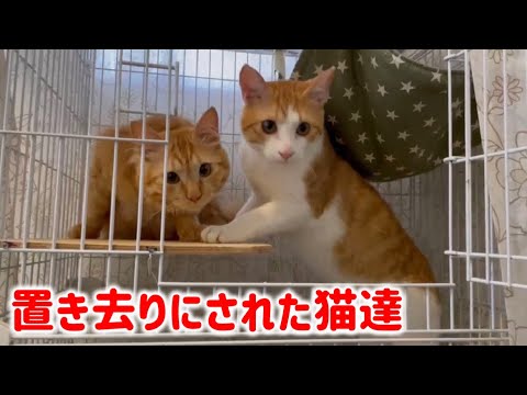 置き去りにされカラスに襲われていた飼い猫を保護し、その後の様子(惨劇はまだ続きます)